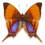 The corita daggerwing